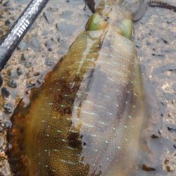 まだ居てました⤴️