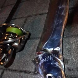 タチウオ1 ガシラ6