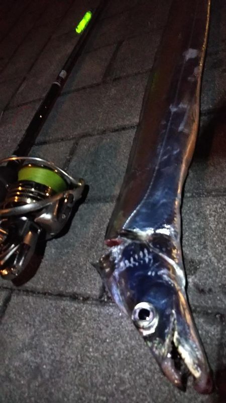 タチウオ1 ガシラ6