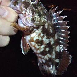 タチウオ1 ガシラ6