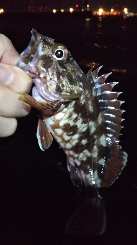 タチウオ1 ガシラ6