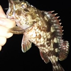 タチウオ1 ガシラ6