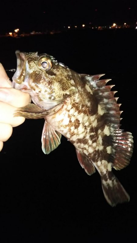 タチウオ1 ガシラ6