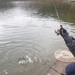フィッシングレイクたかみや 釣果