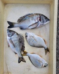 和歌山マリーナシティ釣り公園 釣果