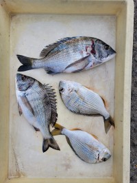 和歌山マリーナシティ釣り公園 釣果