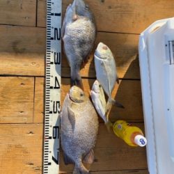 本部釣りイカダ 釣果