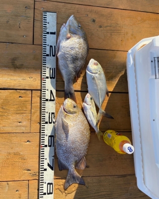 本部釣りイカダ 釣果