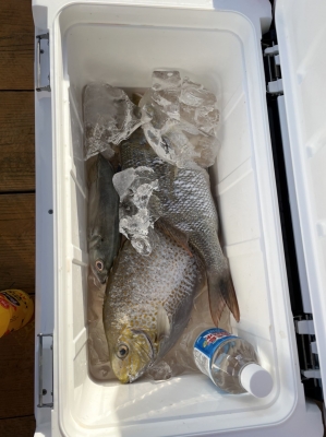 本部釣りイカダ 釣果