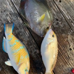 本部釣りイカダ 釣果