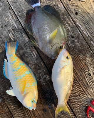 本部釣りイカダ 釣果