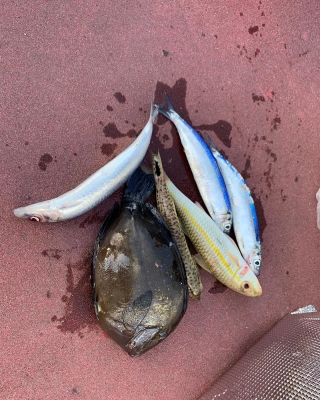 本部釣りイカダ 釣果