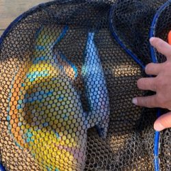 本部釣りイカダ 釣果