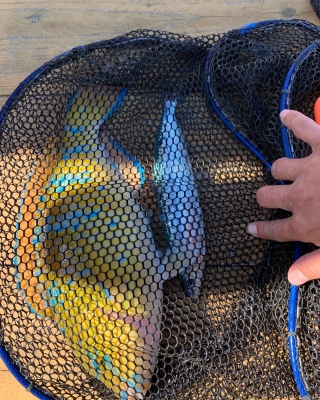 本部釣りイカダ 釣果