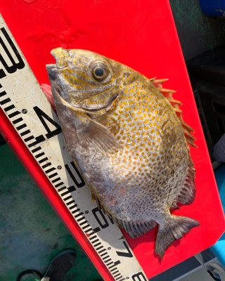 本部釣りイカダ 釣果