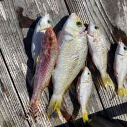 本部釣りイカダ 釣果