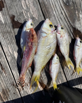 本部釣りイカダ 釣果