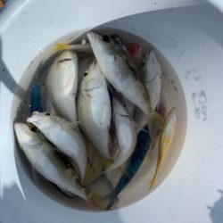 本部釣りイカダ 釣果