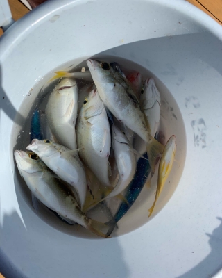 本部釣りイカダ 釣果