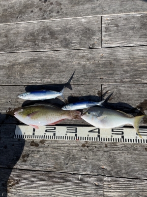 本部釣りイカダ 釣果