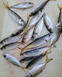 和歌山マリーナシティ釣り公園 釣果