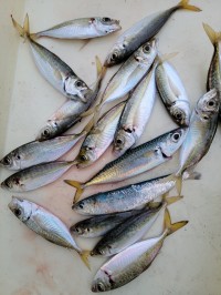 和歌山マリーナシティ釣り公園 釣果