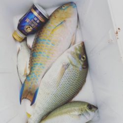 本部釣りイカダ 釣果