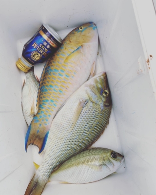 本部釣りイカダ 釣果