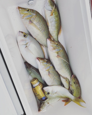 本部釣りイカダ 釣果