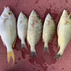 本部釣りイカダ 釣果