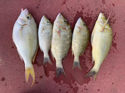 本部釣りイカダ 釣果