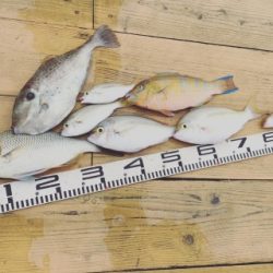 本部釣りイカダ 釣果