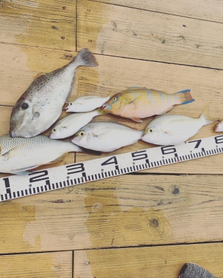 本部釣りイカダ 釣果