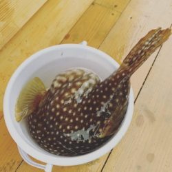 本部釣りイカダ 釣果