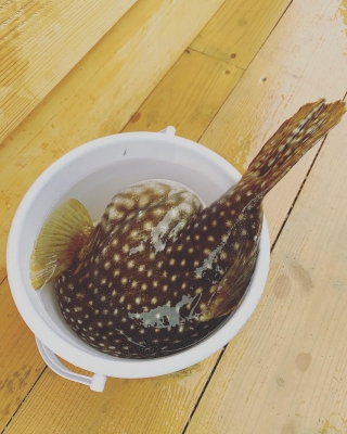 本部釣りイカダ 釣果