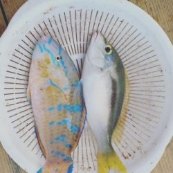 本部釣りイカダ 釣果