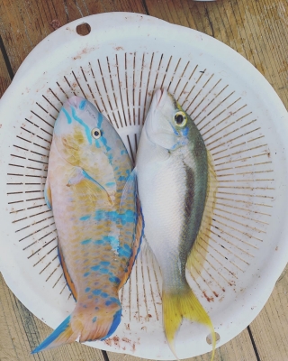 本部釣りイカダ 釣果