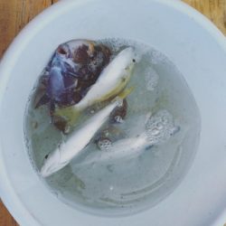 本部釣りイカダ 釣果