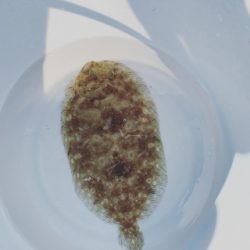 本部釣りイカダ 釣果