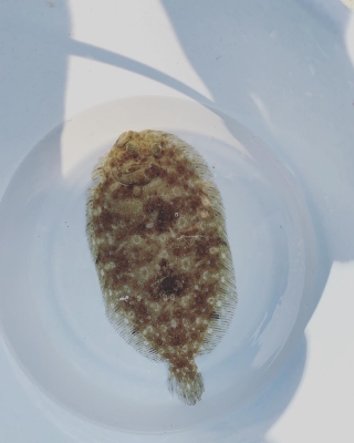 本部釣りイカダ 釣果