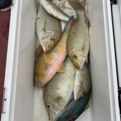 本部釣りイカダ 釣果