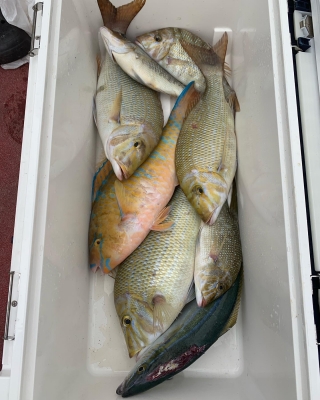 本部釣りイカダ 釣果