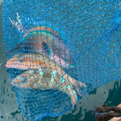 本部釣りイカダ 釣果