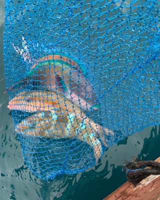 本部釣りイカダ 釣果