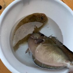 本部釣りイカダ 釣果