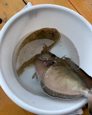 本部釣りイカダ 釣果