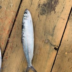 本部釣りイカダ 釣果