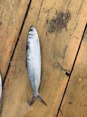 本部釣りイカダ 釣果