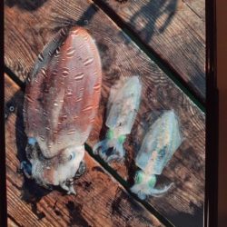 こかわ渡船　雅丸 釣果