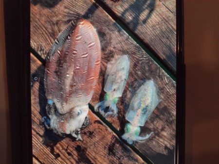 こかわ渡船　雅丸 釣果